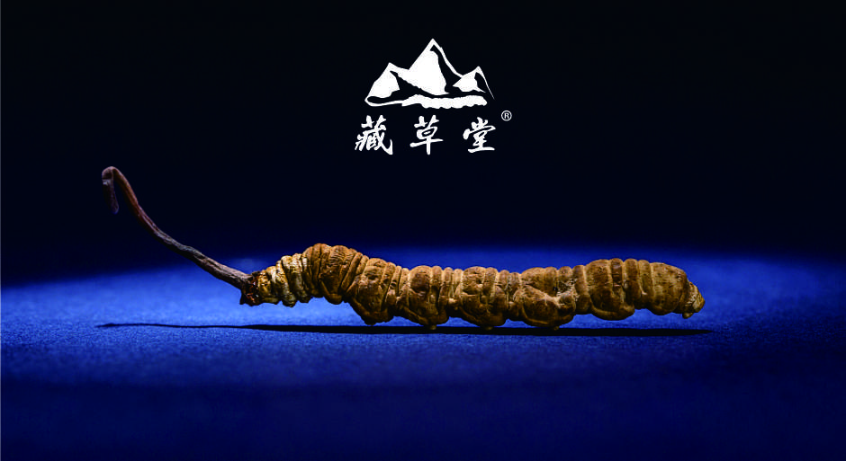 冬蟲(chóng)夏草行業(yè)的回顧與未來(lái)展望