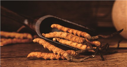 什么是斷草？斷草和冬蟲夏草的區(qū)別和購買常識